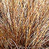 Carex - Comans-Bronze - Sedge, Carex