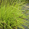 Carex elata - Aurea - Bowles Golden SedgeSedge