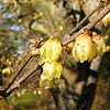 Chimonanthus praecox - Luteus - Winter Sweet, Chimonanthus