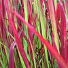 Imperata cylindrica - Rubra - Japanese Blood Grass