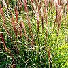Miscanthus sinensis - Gaa - Elephant grass, Miscanthus