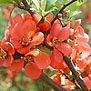 Chaenomeles japonica - Japanese Quince