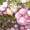 Pernettya - click for full details