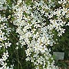 Spiraea - click for full details