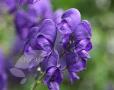Aconitum 