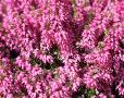 Erica carnea 