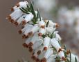 Erica carnea f. alba 
