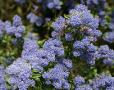 Ceanothus 