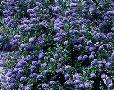 Ceanothus thyrsiflorus 