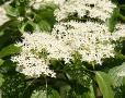 Cornus controversa (wedding cake tree)