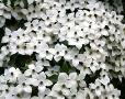Cornus kousa var. chinensis (Chinese dogwood)