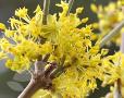 Cornus officinalis (dogwood)