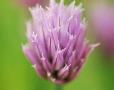 Allium schoenoprasum (chives)