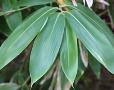 Sasa palmata (broad-leaved bamboo)
