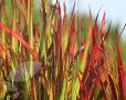 Imperata cylindrica 