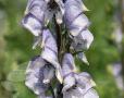 Aconitum 