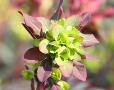 Euphorbia amygdaloides 