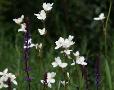 Libertia grandiflora (libertia)