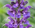 Salvia x sylvestris 