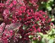 Sedum 
