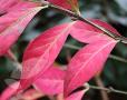 Euonymus alatus (winged spindle / fire bush)