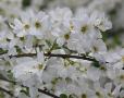 Exochorda x macrantha 