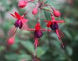 Fuchsia 