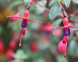 Fuchsia 