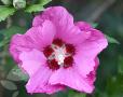Hibiscus syriacus 