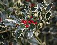 Ilex aquifolium 