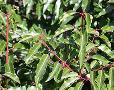 Prunus lusitanica (Portuguese laurel)