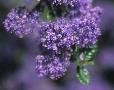 Ceanothus 