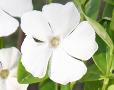 Vinca minor 
