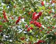 Ilex aquifolium (English holly)