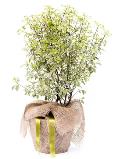 Pittosporum tenuifolium 