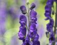 Aconitum napellus (monkshood)