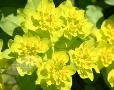 Euphorbia polychroma (spurge)
