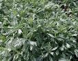 Artemisia ludoviciana 