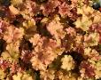 Heuchera 