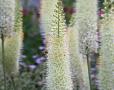 Eremurus 