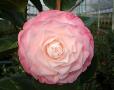Camellia japonica 