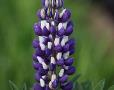 Lupinus 