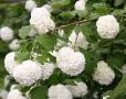 Viburnum opulus 