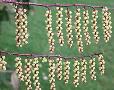 Stachyurus praecox (early stachyurus)
