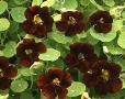 Tropaeolum 
