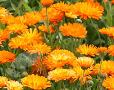 Calendula officinalis (pot marigold)