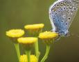 Tanacetum vulgare (tansy)