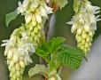Ribes sanguineum 