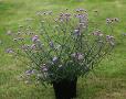 Verbena bonariensis 
