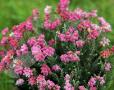 Erica tetralix 